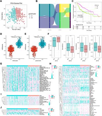 M6A regulator-mediated immune infiltration and methylation modification in hepatocellular carcinoma microenvironment and immunotherapy